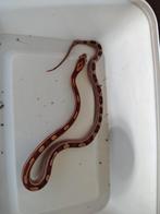 Jonge Ratten slang, Slang, 0 tot 2 jaar