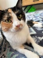 Lieve knuffelpoes gered van straten Dubai zoekt gouden mand, Dieren en Toebehoren, Katten en Kittens | Overige Katten, Poes