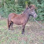 Lieve jaarling merrie, Dieren en Toebehoren, Paarden, Merrie, Minder dan 160 cm, Recreatiepaard, 0 tot 2 jaar