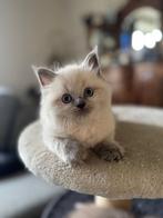 Kittens, Meerdere dieren, Gechipt, 0 tot 2 jaar