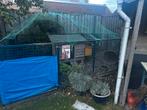 Kippenhok met buiten verblijf, Vrouwelijk, Kip
