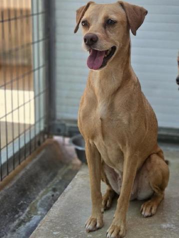 Ace: Amber is een mooi en lief hondje! beschikbaar voor biedingen