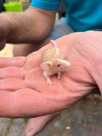 Tamme jonge kleurmuisjes, Dieren en Toebehoren, Juni, Meerdere dieren