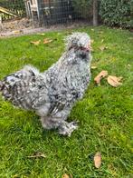 Zijdehoeder usa haantje gratis, Dieren en Toebehoren, Pluimvee, Mannelijk, Kip