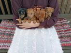 dwergpincher dwergpinscher pups te koop, Overige rassen, 8 tot 15 weken, CDV (hondenziekte), Meerdere