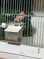 2 koppels opaal agaat rood mozaiek kanaries, Dieren en Toebehoren, Vogels | Kanaries, Meerdere dieren, Kleurkanarie