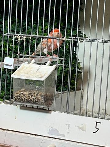 2 koppels opaal agaat rood mozaiek kanaries beschikbaar voor biedingen