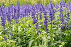 Salvia nemorosa salie tuinplanten, Ophalen of Verzenden, Overige soorten, Volle zon