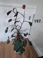 Grote kamerplant, philodendron new red, Ophalen, Overige soorten