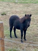 Shetlander Hengst Veulen, Dieren en Toebehoren, Pony's, Hengst, Niet van toepassing, A pony (tot 1.17m), 0 tot 2 jaar