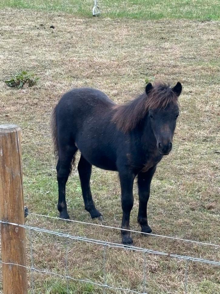 Shetlander Hengst Veulen, Dieren en Toebehoren, Pony's, Hengst, Niet van toepassing, A pony (tot 1.17m), 0 tot 2 jaar
