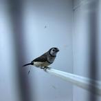 Bichenow Astrildes, Dieren en Toebehoren, Vogels | Overige Vogels, Meerdere dieren, Tropenvogel