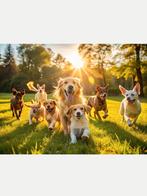 Dierenopvang uitlaatservice Linne, Dieren en Toebehoren, Ophalen of Verzenden