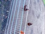 Barnevelders, Dieren en Toebehoren, Pluimvee, Vrouwelijk, Kip