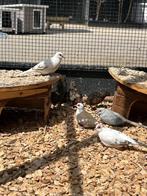 Bonte Diamantduif | Tropische duiven voor volière, Meerdere dieren, Overige soorten