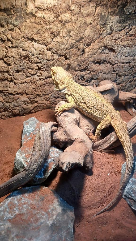 Volwassen baardagaam (vrouw)