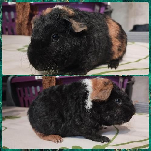 US teddy cavia zeug zwart rood wit, Dieren en Toebehoren, Knaagdieren, Vrouwelijk, Cavia