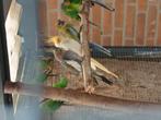 Valkparkieten, Dieren en Toebehoren, Vogels | Overige Vogels, Meerdere dieren, Tropenvogel, Geringd