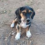 Pup Banjer, een kleine middelmaat., Particulier, Rabiës (hondsdolheid), Reu, 8 tot 15 weken