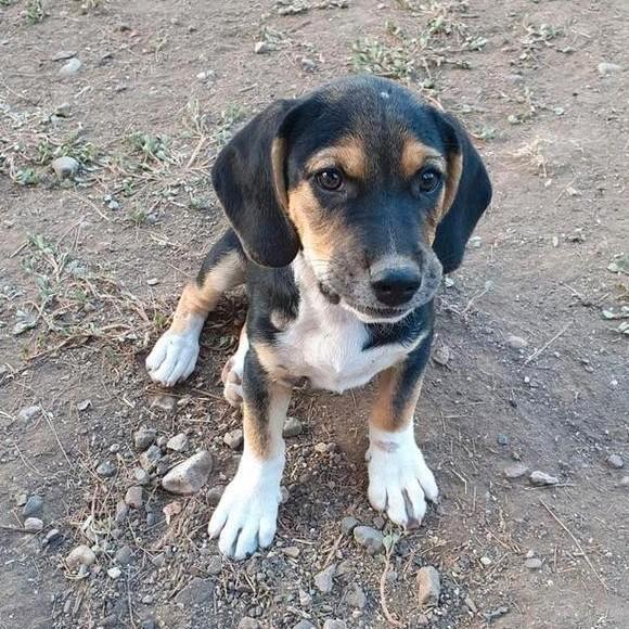 Pup Banjer, een kleine middelmaat., Dieren en Toebehoren, Honden | Niet-rashonden, Klein, Reu, Particulier, Eén hond, Buitenland