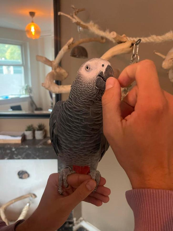 Grijze Roodstaart papegaai, Dieren en Toebehoren, Vogels | Parkieten en Papegaaien, Papegaai, Vrouwelijk, Pratend, Tam