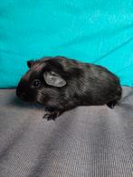 leuke cavia's aangeboden, Cavia, Juni, Meerdere dieren, Tam