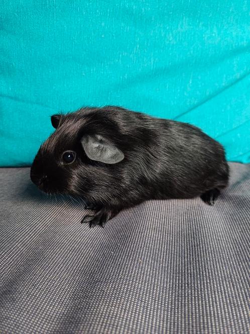 leuke cavia's aangeboden, Dieren en Toebehoren, Knaagdieren, Meerdere dieren, Cavia, Juni, Tam