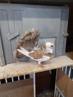 Zeer mooie pauwstaart duifje, Dieren en Toebehoren, Vogels | Duiven, Geslacht onbekend, Overige soorten