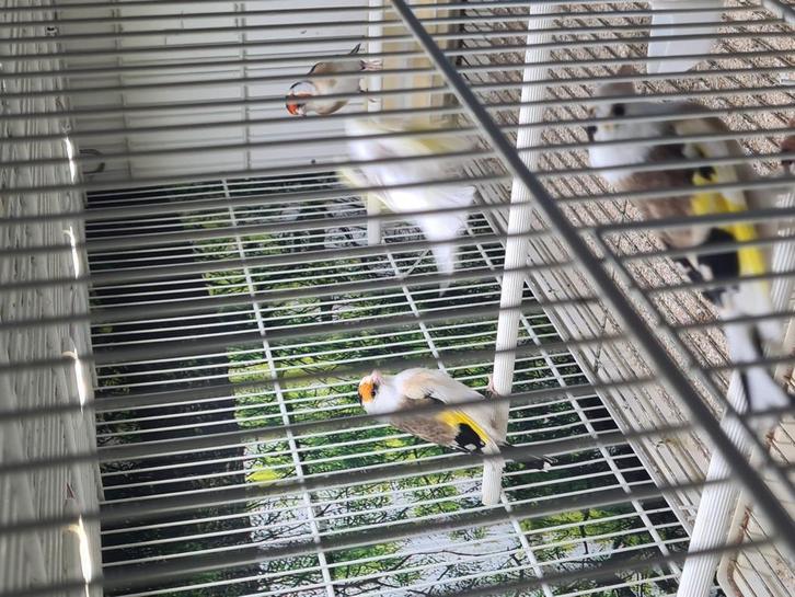 Heel mooi majoor putters te koop, Dieren en Toebehoren, Vogels | Overige Vogels, Wildzangvogel, Mannelijk