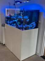 Aquarium, techniek en inhoud te koop samen of los, Dieren en Toebehoren, Vissen | Aquaria en Toebehoren, Zo goed als nieuw, Ophalen