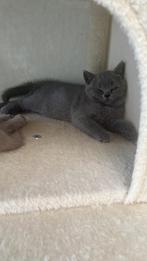 Brits korthaar kitten Raszuiver. Mag het nest verlaten!, Dieren en Toebehoren, Katten en Kittens | Raskatten | Korthaar, Kater