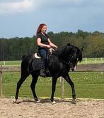 Zwarte Arabische Hengst Te koop, Dieren en Toebehoren, Met stamboom, Hengst, 160 tot 165 cm, 11 jaar of ouder