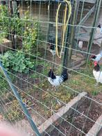 Lakenvelder hanen, Dieren en Toebehoren, Pluimvee, Mannelijk, Kip