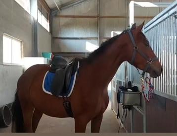 Kentaur Penelopa dressuurzadel 17,5 inch beschikbaar voor biedingen