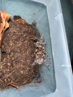 Grammostola Pulchripes, Dieren en Toebehoren, Insecten en Spinnen