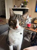 Lieve kater te koop, Dieren en Toebehoren, Katten en Kittens | Overige Katten, Kater, Kortharig, 0 tot 2 jaar