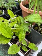 Ossentong planten, Ophalen, Zomer, Overige soorten, Volle zon