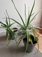 Aloe vera planten, Groene kamerplant, Ophalen, Overige soorten, Minder dan 100 cm