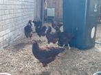 Rhode island red, Dieren en Toebehoren, Pluimvee, Meerdere dieren, Kip