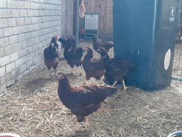 Rhode island red beschikbaar voor biedingen