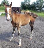 Hengstveulen paard NRPS, Dieren en Toebehoren, Pony's, Hengst, 0 tot 2 jaar