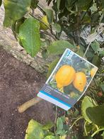 Prachtige Citrus Boom, Overige soorten, Lente, 100 tot 250 cm, Ophalen