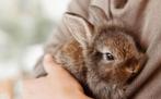 Gezocht konijntje, Dieren en Toebehoren, Ophalen of Verzenden