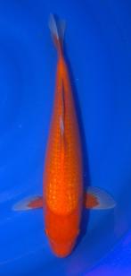 2Y VHQ Female Pearl Benigoi 35-42cm, Karper of Koi