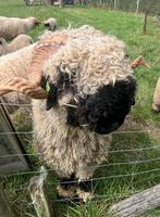 Walliser Schwarznase dekram te huur, Dieren en Toebehoren, Schapen, Geiten en Varkens, Mannelijk, Schaap