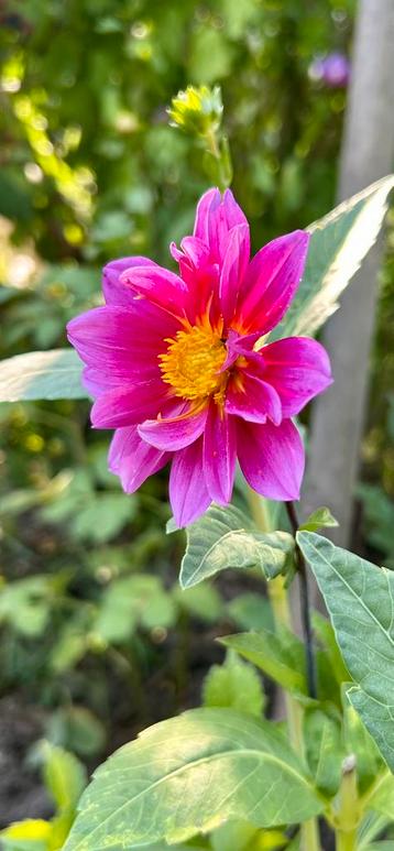 Dahlia 4 beschikbaar voor biedingen
