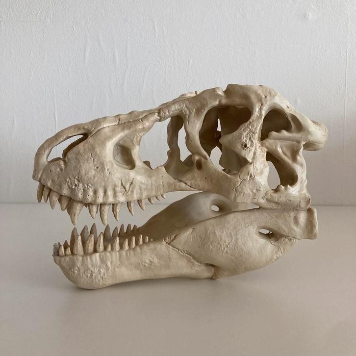 T-Rex Dinosaurus Schedel, Huis en Inrichting, Woonaccessoires | Overige, Zo goed als nieuw, Ophalen of Verzenden