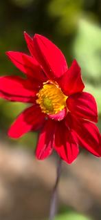 Dahlia 12, Tuin en Terras, Ophalen, Zomer, Overige soorten, Volle zon