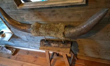 Pracht metalen longhorn gewei! beschikbaar voor biedingen