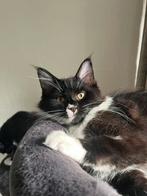 Maine coon kitten, Dieren en Toebehoren, Kater, Ontwormd, 0 tot 2 jaar